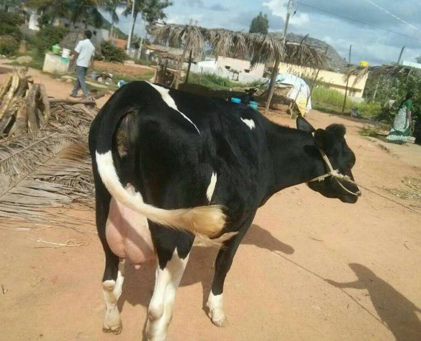 Live-Dairy-Cows-and-Pregnant-Holstein-Heifers