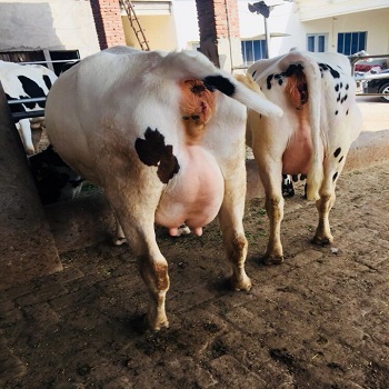 Pregnant-Holstein-Heifers-live-cows