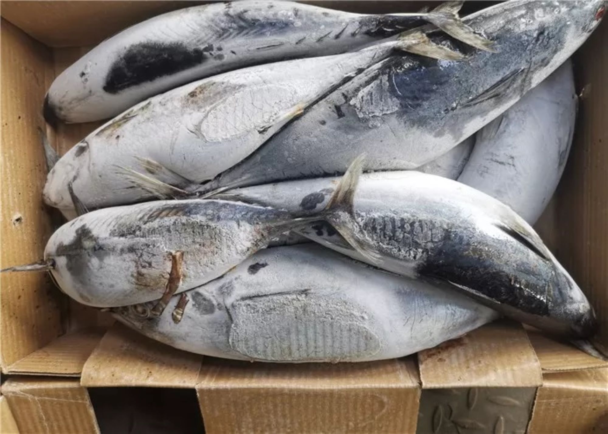 1_8kg_frozen_skipjack_tuna