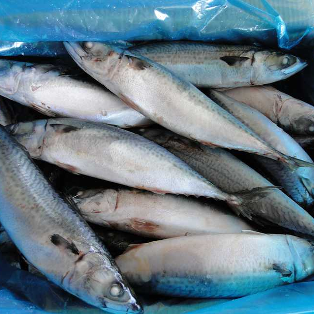300-500g-Best-Quality-Frozen-Pacific-Mackerel