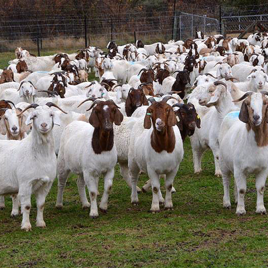 8000-pieces-Live-Dairy-Cows-and-Pregnant