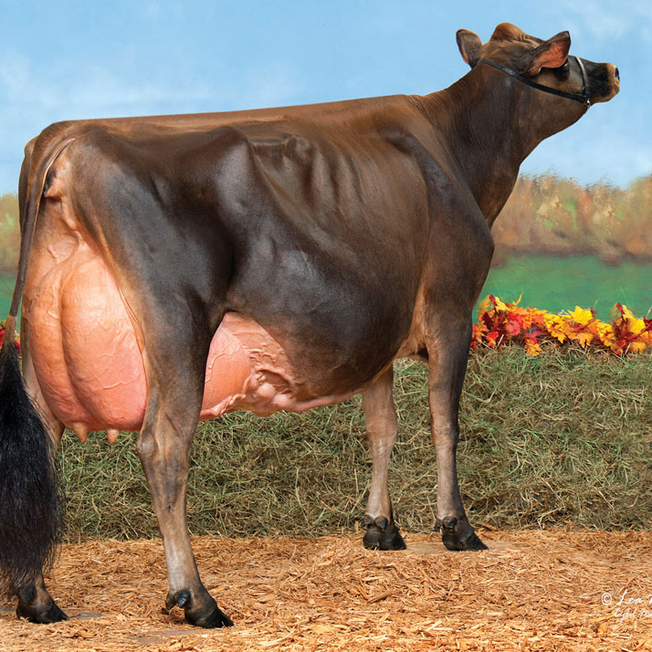 Aberdeen-Angus-Fattening-Beef-Live-Dairy-Cows