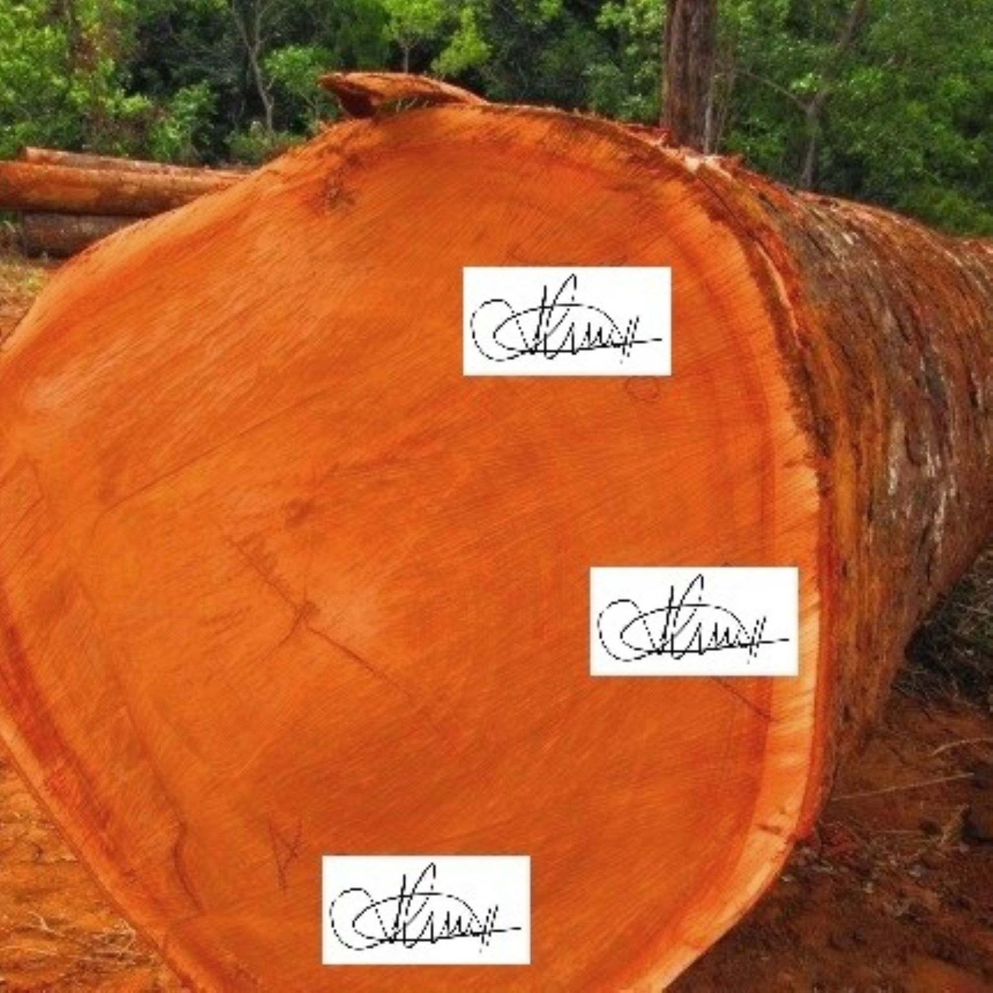Hot-sales-price-Mahogany-round-logs-500