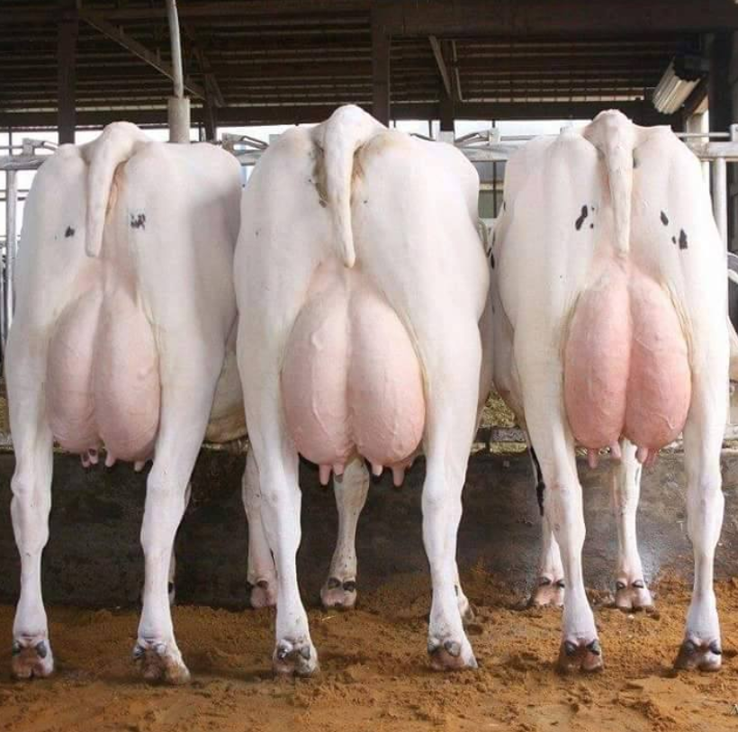 Live-Dairy-Cows-and-Pregnant-Holstein-Heifers