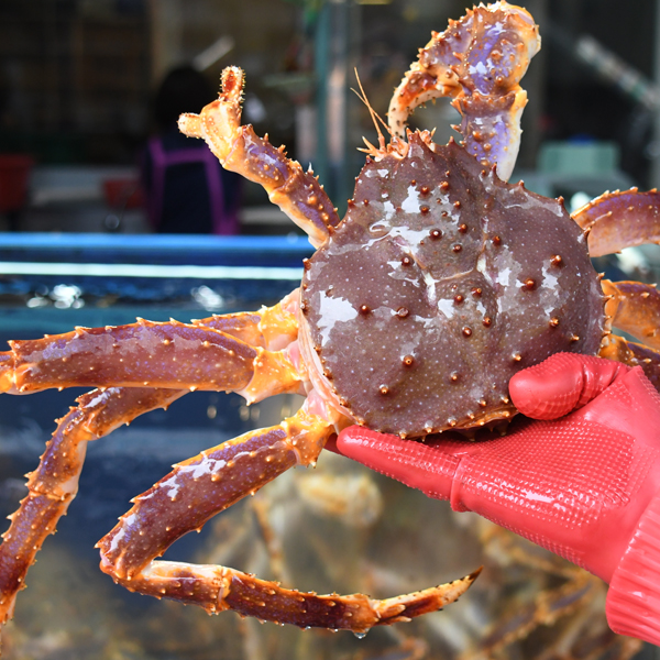 Live-King-Crabs-Canada-Live-King-Crabs