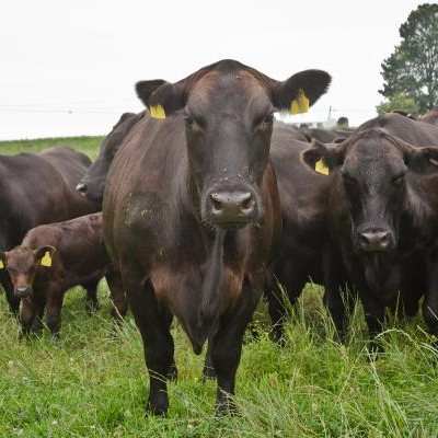 Pregnant-Holstein-Heifers-Cows-available