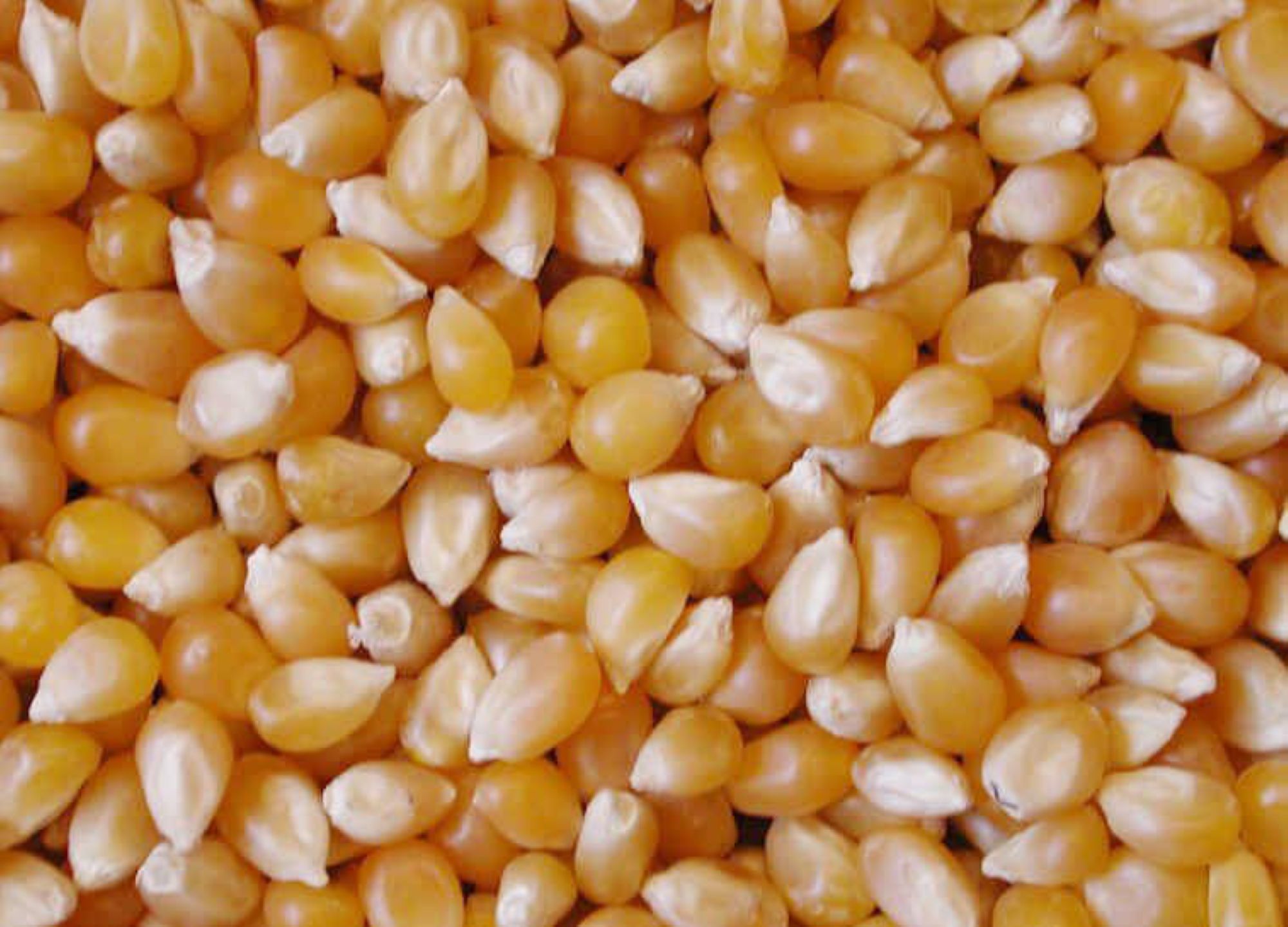 Top-Grade-White-Rice-Yellow-Corn