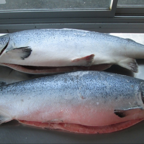 Whole-Frozen-Salmon-Fish-Salmon-Fillet-Salmon