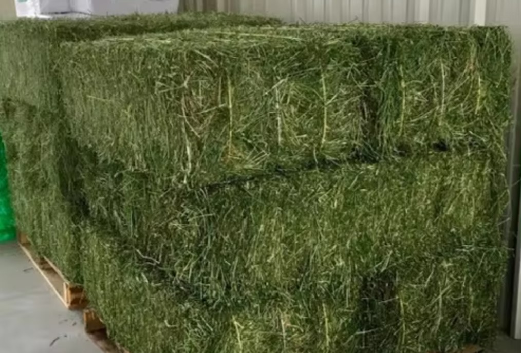 alfalfa hay1 alfalfa hay1