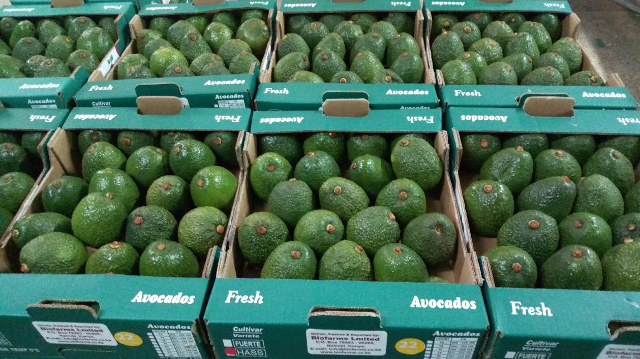 avocado4
