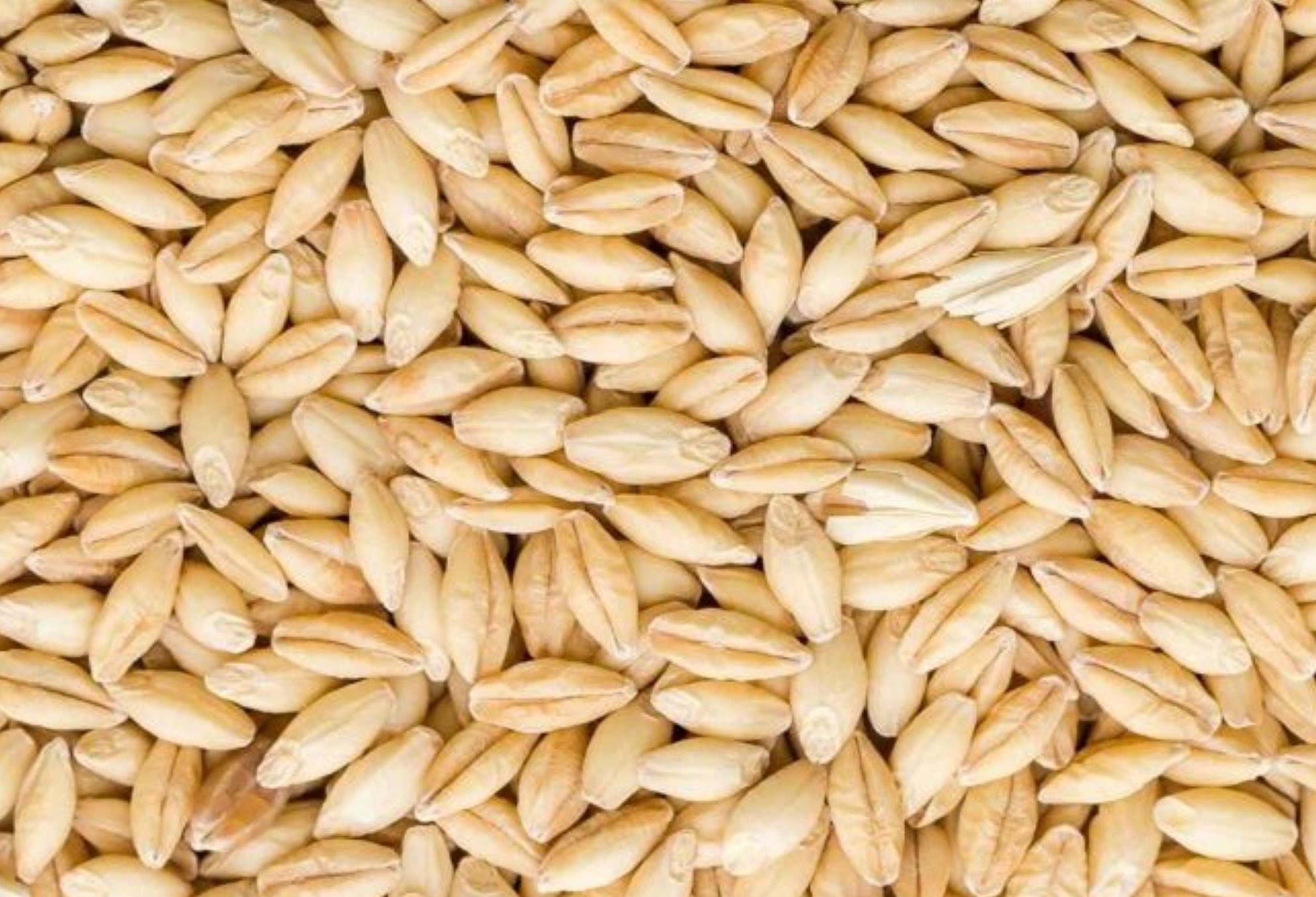 barley hulless grains barley hulless grains