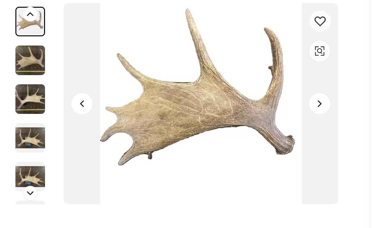 deer antlers deer antlers