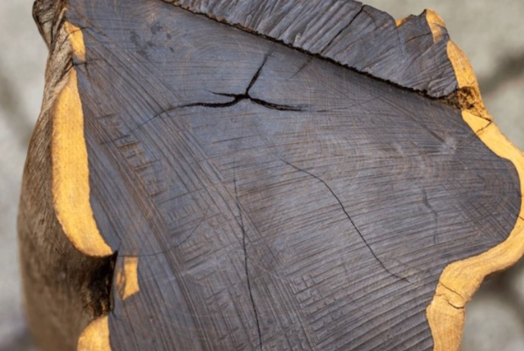 ebony round logs.jpg22 ebony round logs.jpg22