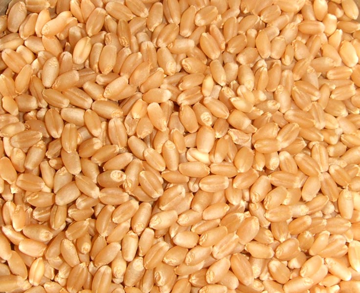 wheat1