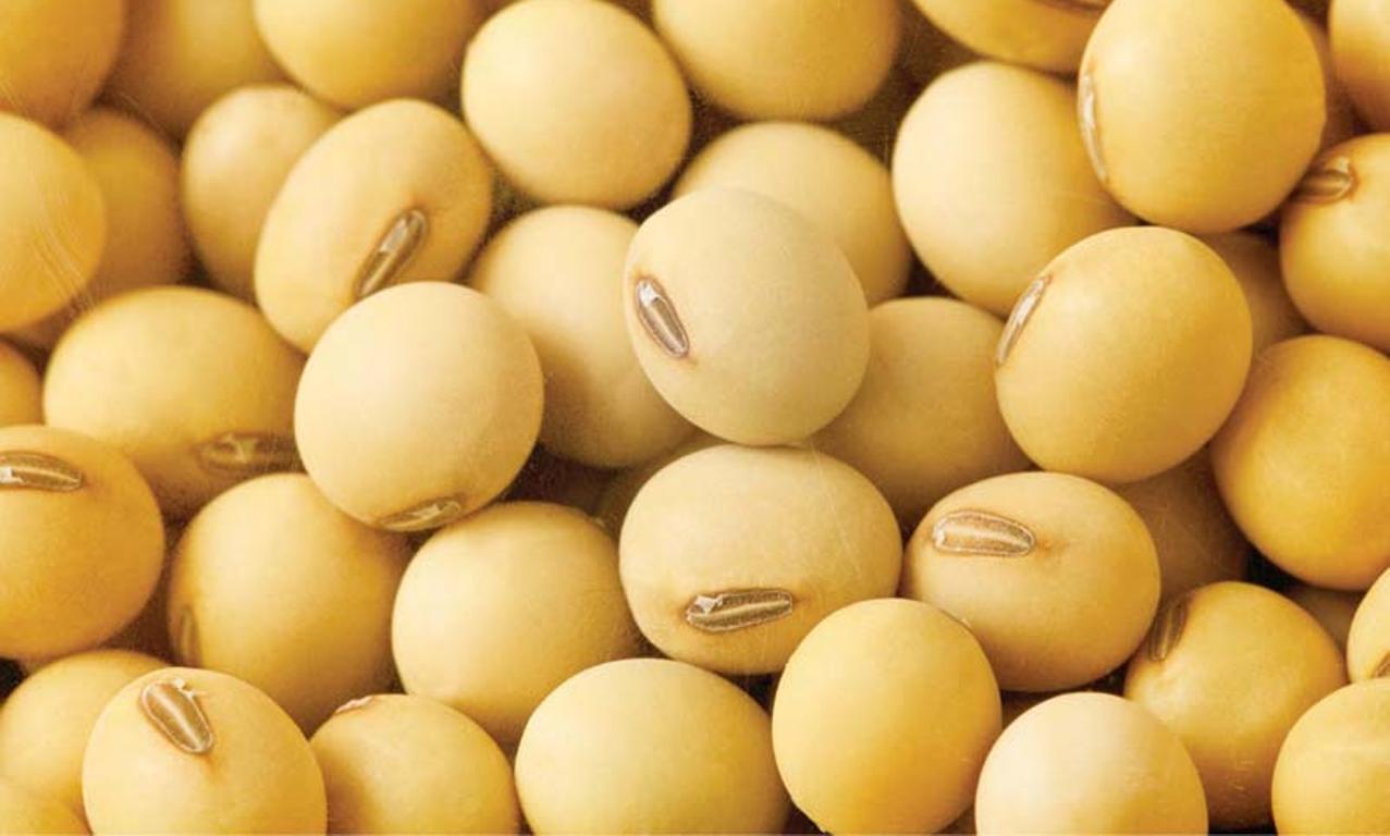 soybean soybeans3452
